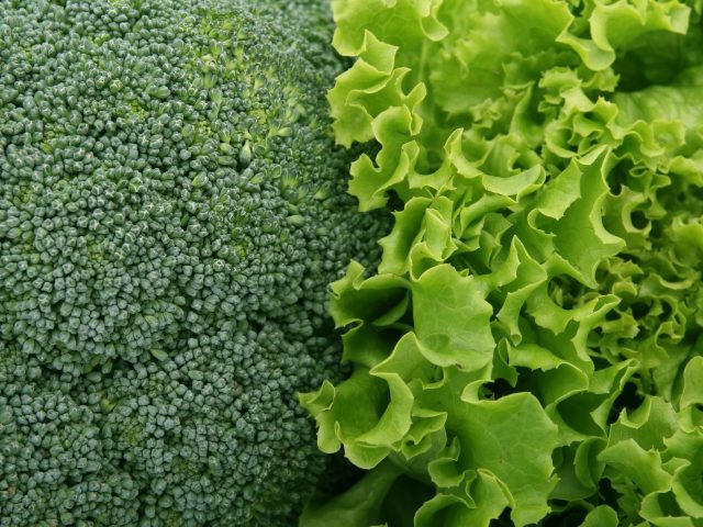 Les légumes verts à privilégier pour une alimentation saine en septembre